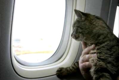 Transporte Aéreo de Cães e Gatos
